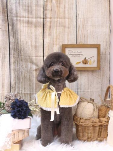 20241002chipieちゃん